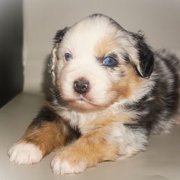 Miniature Australian Shepherd Puppies from Southern with Grace Mini Aussies