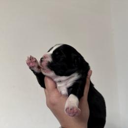 Australian Shepherd Puppies from Sun Kissed Aussies
