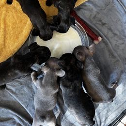 French Bulldog Puppies from Ayala’s