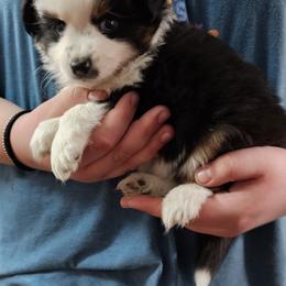 Mastiff and Toy Australian Shepherd Puppies from Mountain Mama Mastiffs and Tailspin Toy Aussies