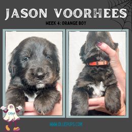 Jason Voorhees - male Golden Mountain Dog puppy in Boiling Springs, South Carolina from OlliePups, LLC
