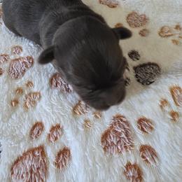 Girl2 - Chocolate female Havanese puppy in Batesville, Arkansas from Hillbilly Havanese