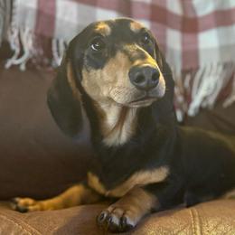 Leo - Black and tan male Dachshund puppy in Coopersburg, Pennsylvania from Barks and Burrows