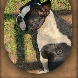 Sunkist - Boston Terrier