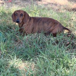 Chapo - Dachshund