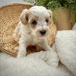 Green collared male - White male Maltipoo puppy in Marshallville, Ohio from Grassy Meadow Pups