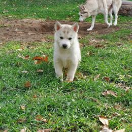Chili (blue) - Gray and white female Siberian Husky puppy in Elk River, Minnesota from Naturez Siberians