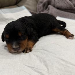 Boy 2 - Tri-color male Bernedoodle puppy in Spring Hill, Florida from Ohana Doodles