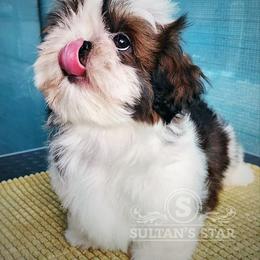 Poodle and Shih Tzu All Grown Up from Ganna Sultan