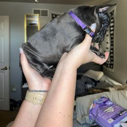 French Bulldog Puppies from Lewert’s puppies