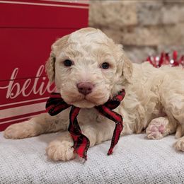 Quartz - Off-white male Lagotto Romagnolo puppy in West Jordan, Utah from Salt Lake Lagotto
