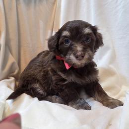 Red collar - Chocolate female Havapoo puppy in Medina, Ohio from Momma's Minis
