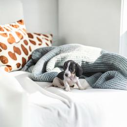 Holy - Gray (blue) and cream female Dachshund puppy in Ocala, Florida from SR Mini Dachshunds