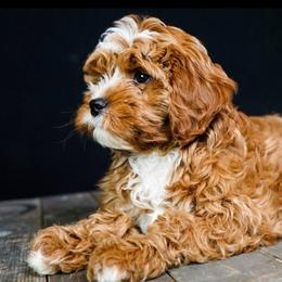 Cavapoos from Cavapoo Corner