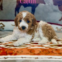 Cajun - Parti female Goldendoodle puppy in Houston, Texas from Golden Life Doodles