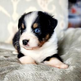 Australian Shepherds from Ice & Fire Aussies