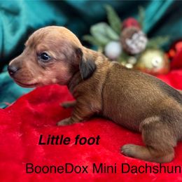 Little foot - Dapple male Dachshund puppy in Lexington, Oklahoma from BooneDox Miniature Dachshunds