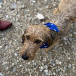 Bo - Dachshund