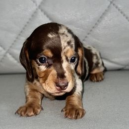 Dachshund Puppies from Remi’s Dapple Dachshunds