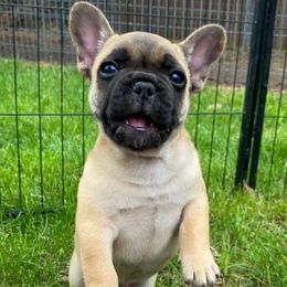 French Bulldog Puppies from Bailey French Bulldogs