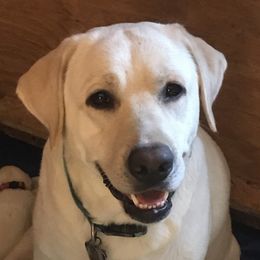 Sadie - Labrador Retriever