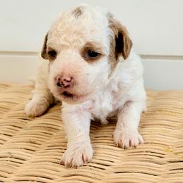 Sunny - Parti female Goldendoodle puppy in Livermore, Colorado from Heritage Hills Family Doodles