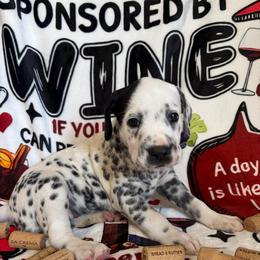 Moscato - White and black female Dalmatian puppy in Claremore, Oklahoma from Lotsofdots Dalmatians LLC