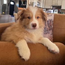 Clear sable Merle - Sable merle male Border Collie puppy in Apple Valley, California from Flying S Ranch Border Collies