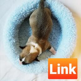 Pembroke Welsh Corgi Puppies from Whimsical Treasure Corgis
