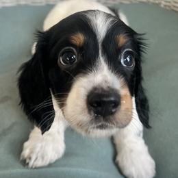 Ginger Bread - Black and tan male Dachshund puppy in Highland, California from BAES Teufelshunde