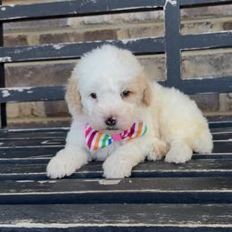 Mike - Yellow and white male Bernedoodle puppy in Cartersville, Georgia from Simply Blessed Doodles