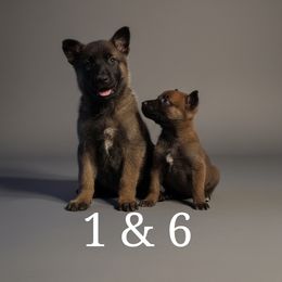 Belgian Malinois Puppies from k9defend