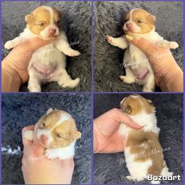 AKC Rumi - Cream sable parti female Pomeranian puppy in Saint Ignatius, Montana from Pomeranians Montana