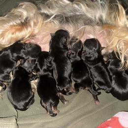 Yorkshire Terrier Puppies from Heaven_sent_toy_yorkies