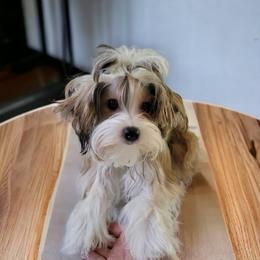 Maple - Yorkshire Terrier