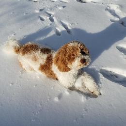 Luna - Labradoodle