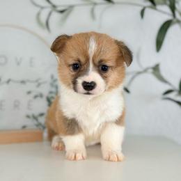 Red and White Male - Red male Pembroke Welsh Corgi puppy in Moreno Valley, California from Corgi Dobie Co.