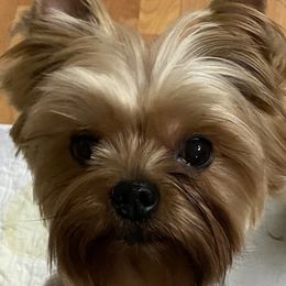 Blue - Yorkshire Terrier