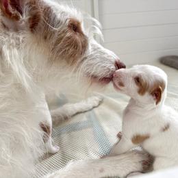 Ibizan Hound Puppies from Altamira Wire Ibizan Hounds