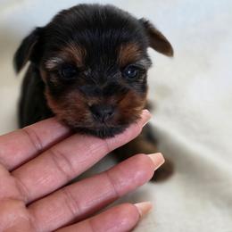 Lilo's Girl 3 - Black and tan female Yorkshire Terrier puppy in Aiken, South Carolina from Sio's Yorkies