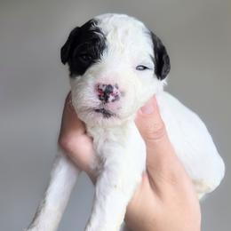 Sugar - Parti female Goldendoodle puppy in Leander, Texas from Doodle Doula