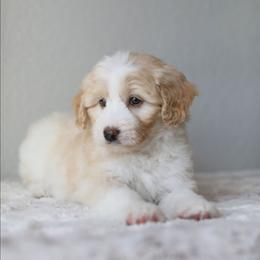 Violet - Cream female Aussiedoodle puppy in Tonopah, Arizona from Kae's Kennels