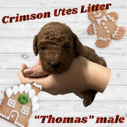 Poodle Puppies from Mountain Valley Poodles