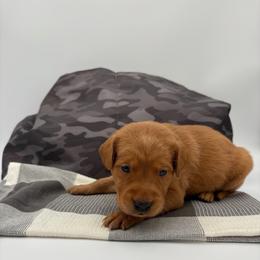 Black - Yellow male Labrador Retriever puppy in Heath Springs, South Carolina from Rich Hill Retrievers