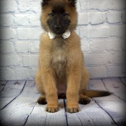 Belgian Tervuren Puppies from Kanna Belgian Tervuren