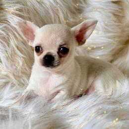 Camilla - Cream female Chihuahua puppy in Allentown, Pennsylvania from Tsunami Cockers & Chihuahuas