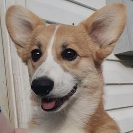 Pembroke Welsh Corgi Puppies from Cajun Creek's