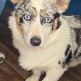 Pembroke Welsh Corgis from Triple C Corgis