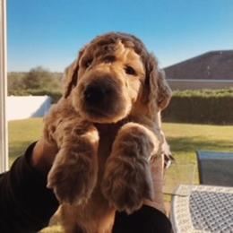 Goldendoodle Puppies from Da Ruba Doodles