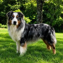 Merritt - Australian Shepherd
